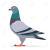 Google Pigeon update